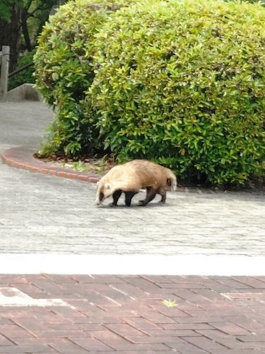 Japanese Badger