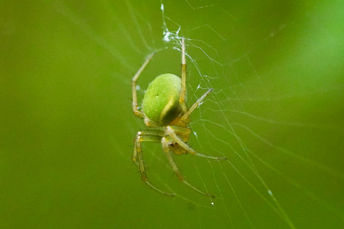 Neoscona scylloides