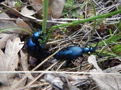 Meloe violaceus