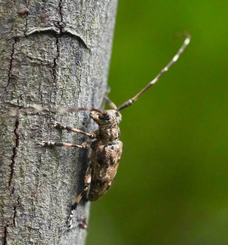 Elongate White-marmorated Longicorn Beetle