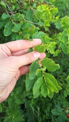 Flueggea suffruticosa