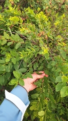 Flueggea suffruticosa, photograph (c) Violetta Dzizyurova, some rights reserved (CC BY)