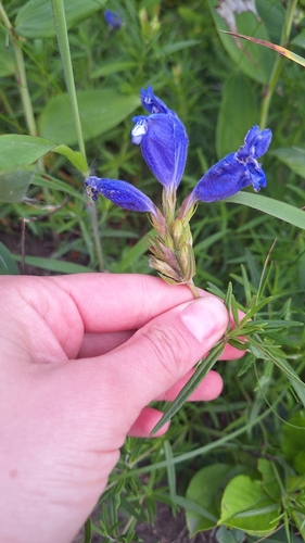 Dracocephalum charkeviczii, photograph 4