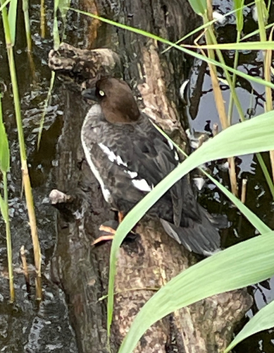 Common Goldeneye