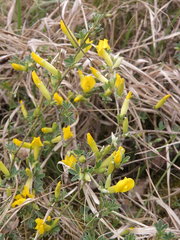 Chamaecytisus ratisbonensis