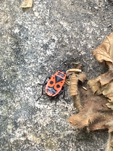 European Firebug