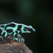 Green-and-black Poison Dart Frog - Photo (c) Rino Di Noto, some rights reserved (CC BY-NC), uploaded by Rino Di Noto