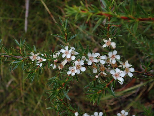 Leptospermum juniperinum observed 2026-06-27