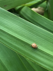 Declivitata hamata pygmaea