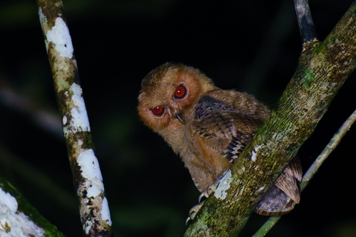 Philippine Scops Owl (Otus megalotis)