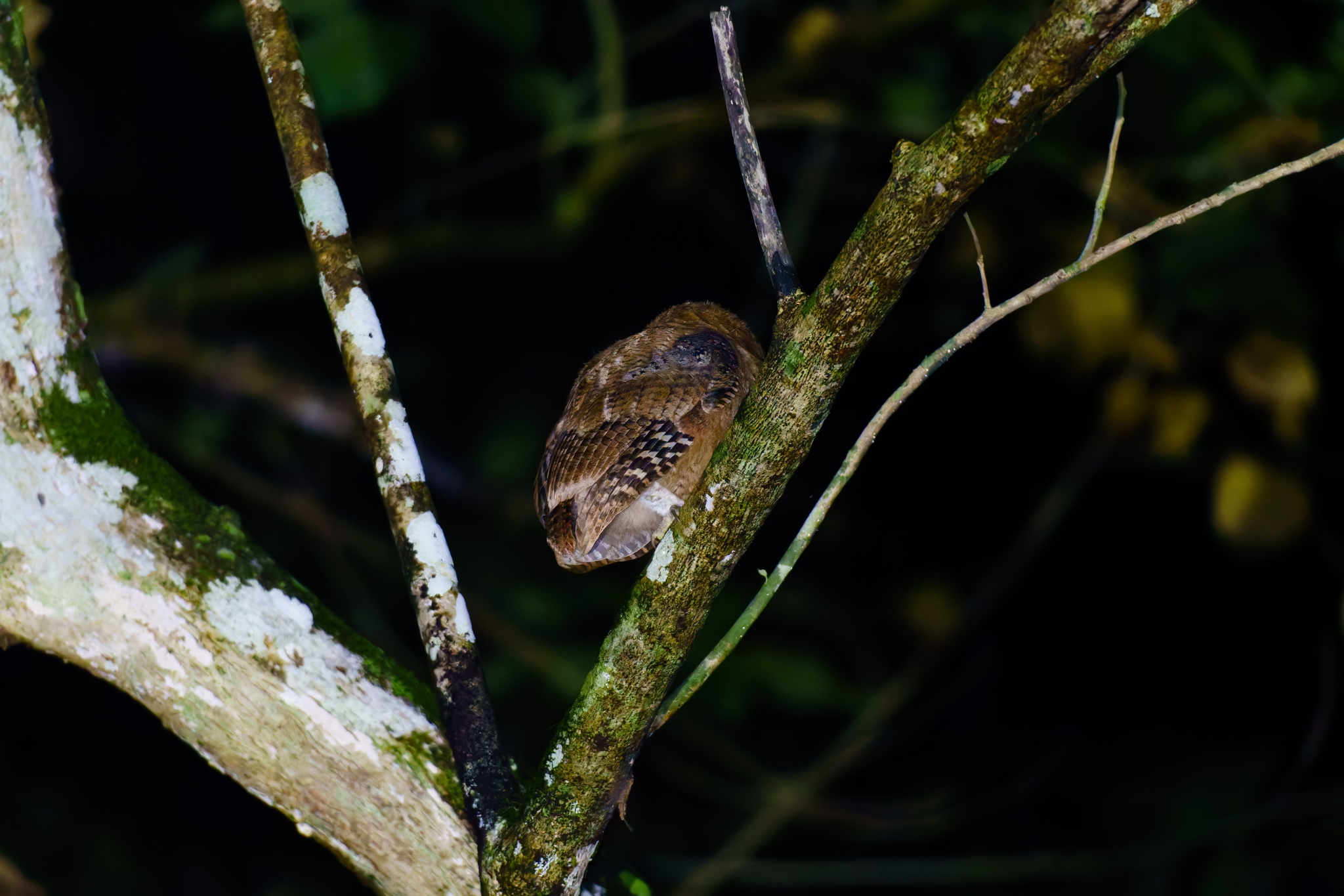 Philippine Scops Owl (Otus megalotis), photo 5