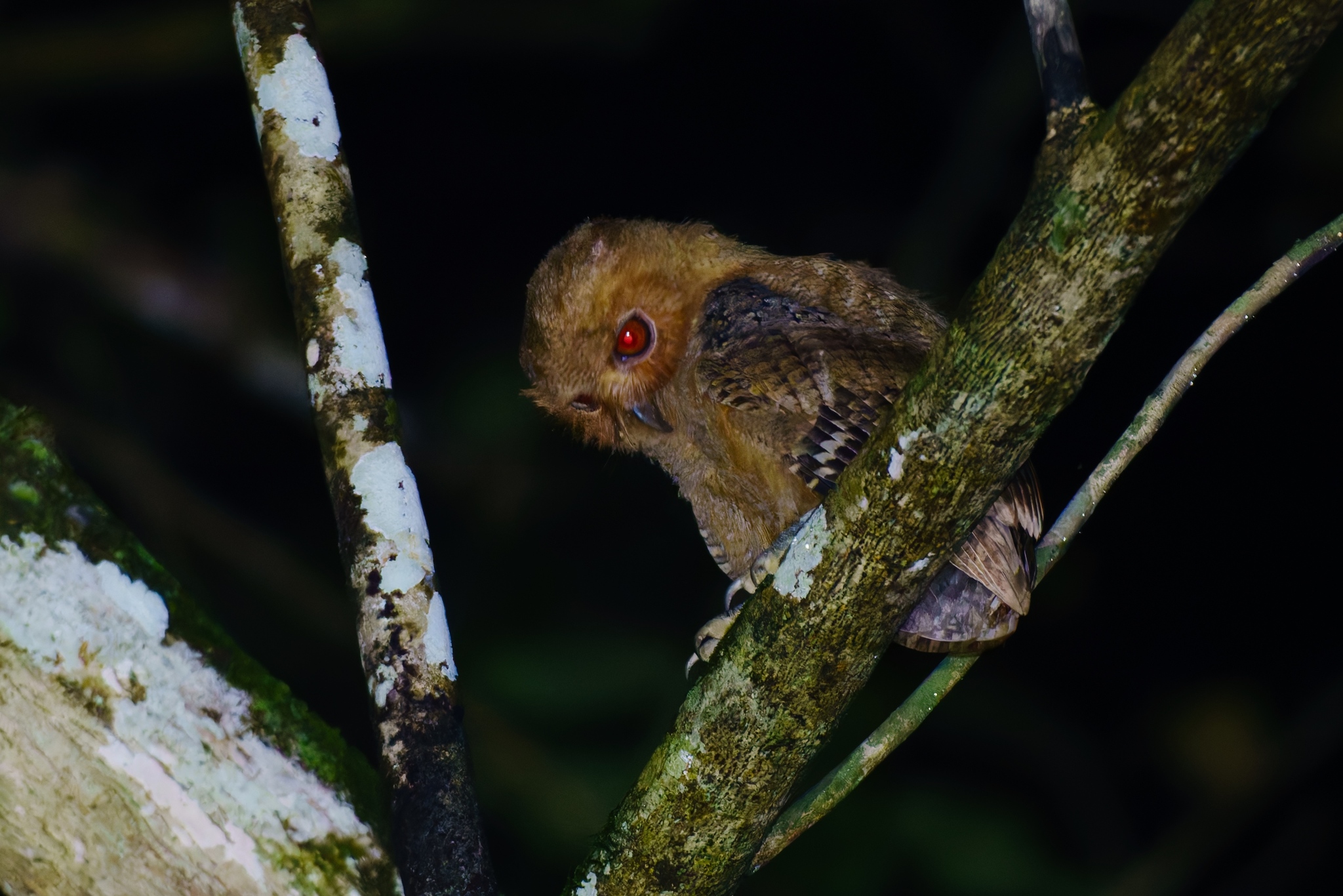 Philippine Scops Owl (Otus megalotis), photo 3