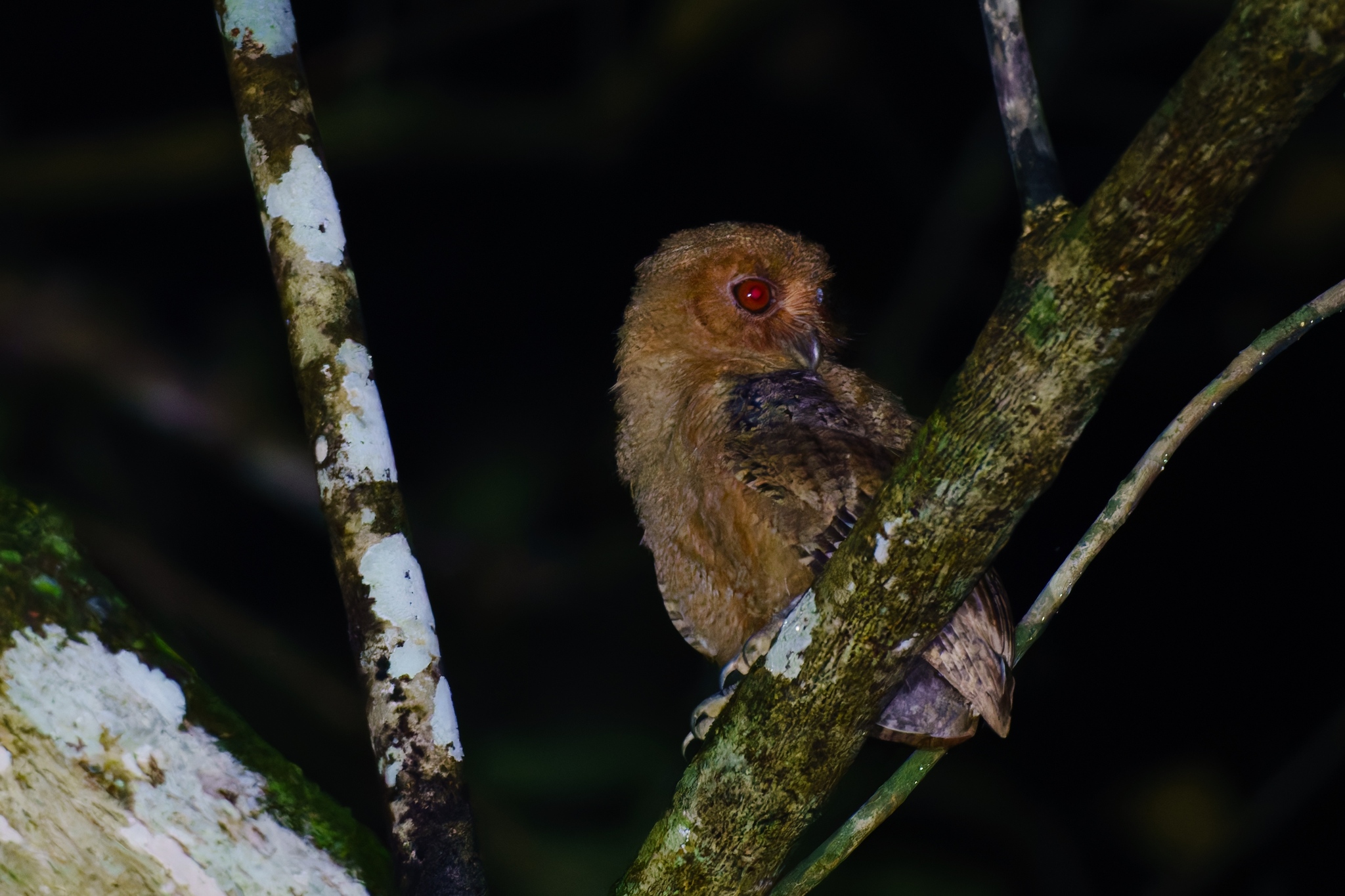 Philippine Scops Owl (Otus megalotis), photo 2