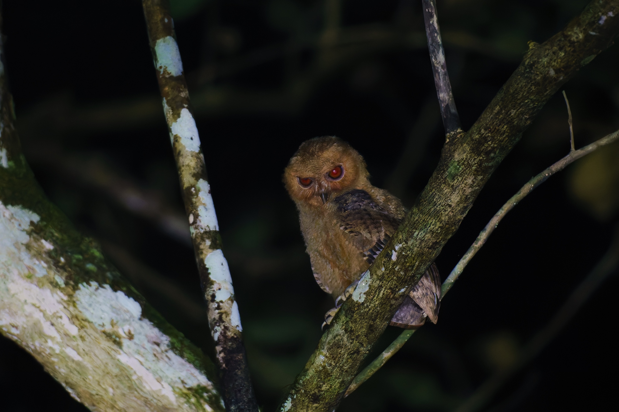 Philippine Scops Owl (Otus megalotis), photo 4
