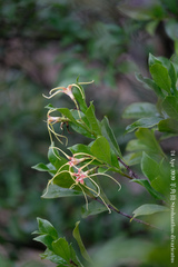 Strophanthus divaricatus