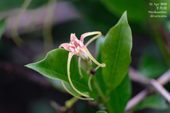 Strophanthus divaricatus
