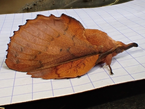 The Lappet