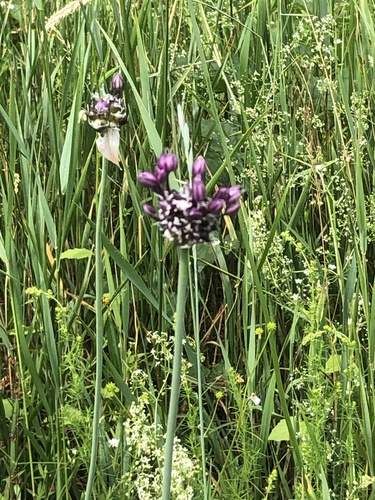 Sand Leek