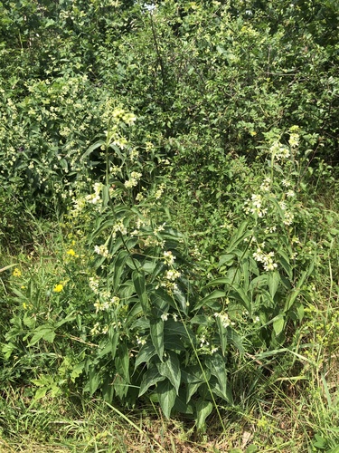Swallow-wort