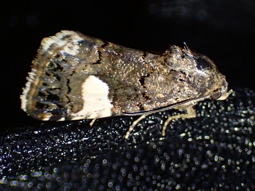 Four-spotted Moth