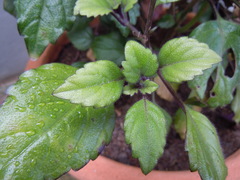 Plectranthus saccatus
