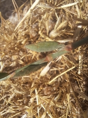Polygonum equisetiforme, photograph author not stated, no rights reserved