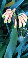 Clivia gardenii