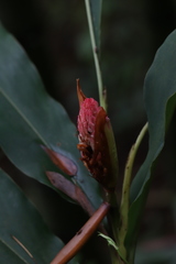 Alpinia sessiliflora