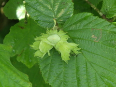 common hazel