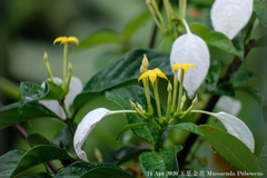 Mussaenda pubescens