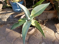 Agave guiengola