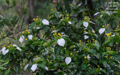 Mussaenda pubescens