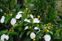 Mussaenda pubescens