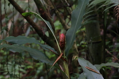Alpinia sessiliflora