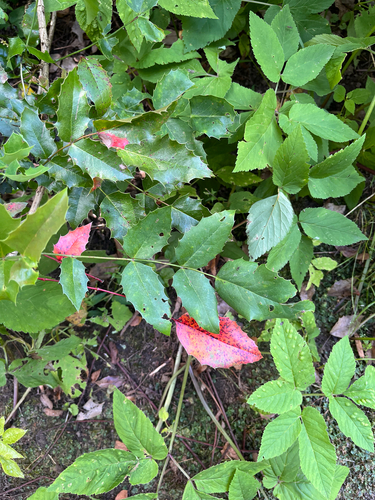 Наблюдение на iNaturalist