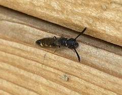 Monosapyga clavicornis