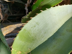 Agave guiengola