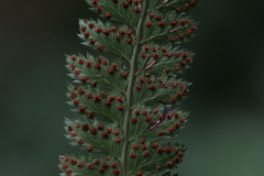 Arachniodes rhomboidea