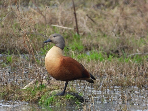 iNaturalist image