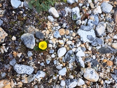 Ranunculus sulphureus, photograph author not stated, no rights reserved