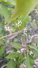 Euonymus maackii, photograph (c) Violetta Dzizyurova, some rights reserved (CC BY)
