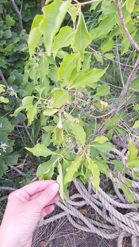 Euonymus maackii, photograph 3