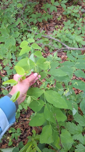 Lathyrus davidii, photograph 3