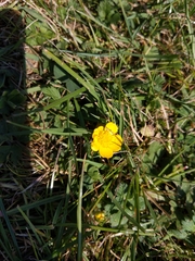 Ranunculus bulbosus
