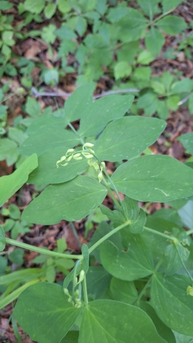 Lathyrus davidii, photograph 4
