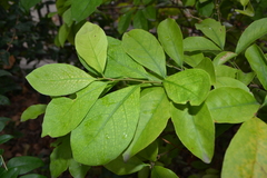 Brunfelsia australis