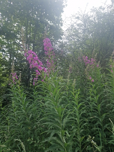fireweed