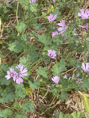 Common Mallow