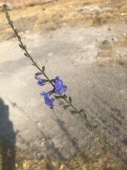 Salvia reptans