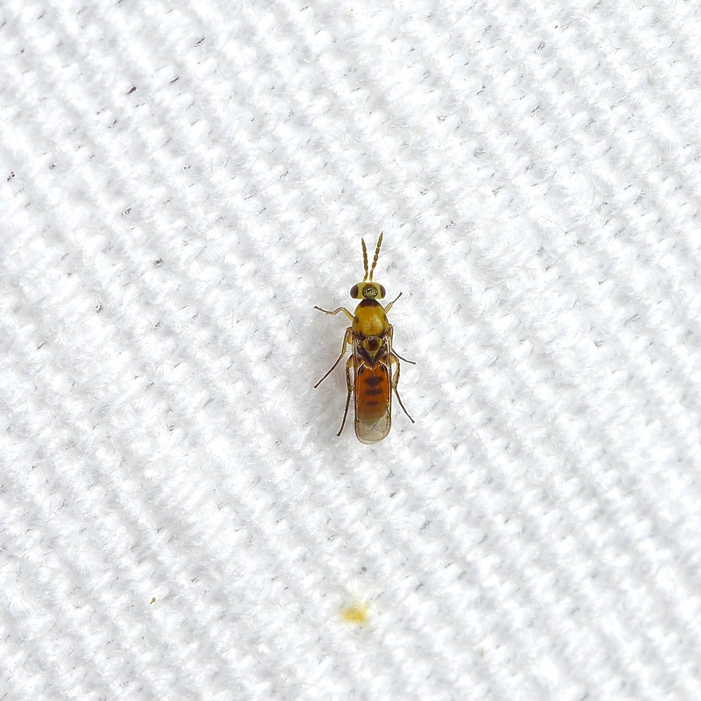 Parasitoid wasp